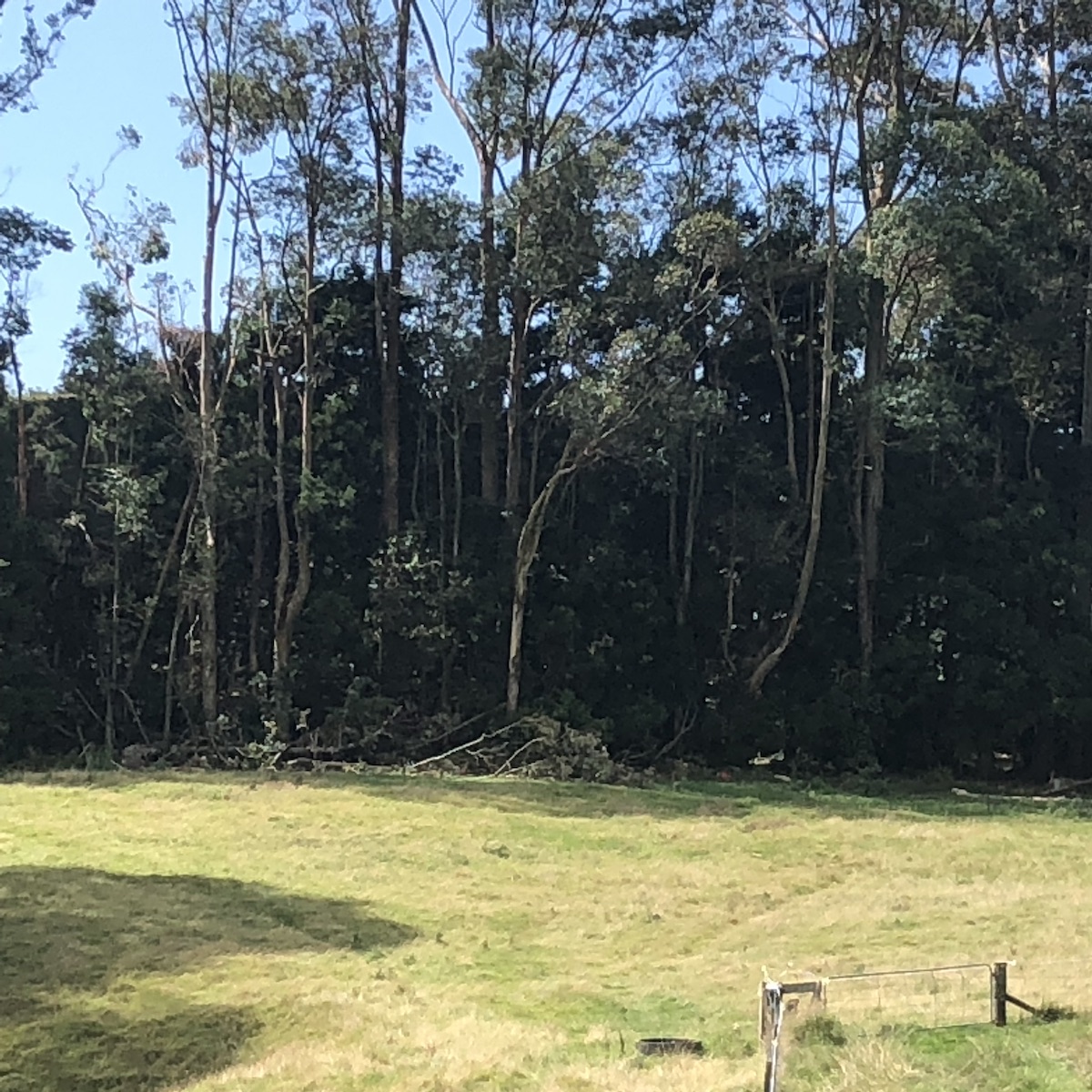 The Dog Ranch Gallery | Doggie Day Care | The Dog Ranch, Tauranga