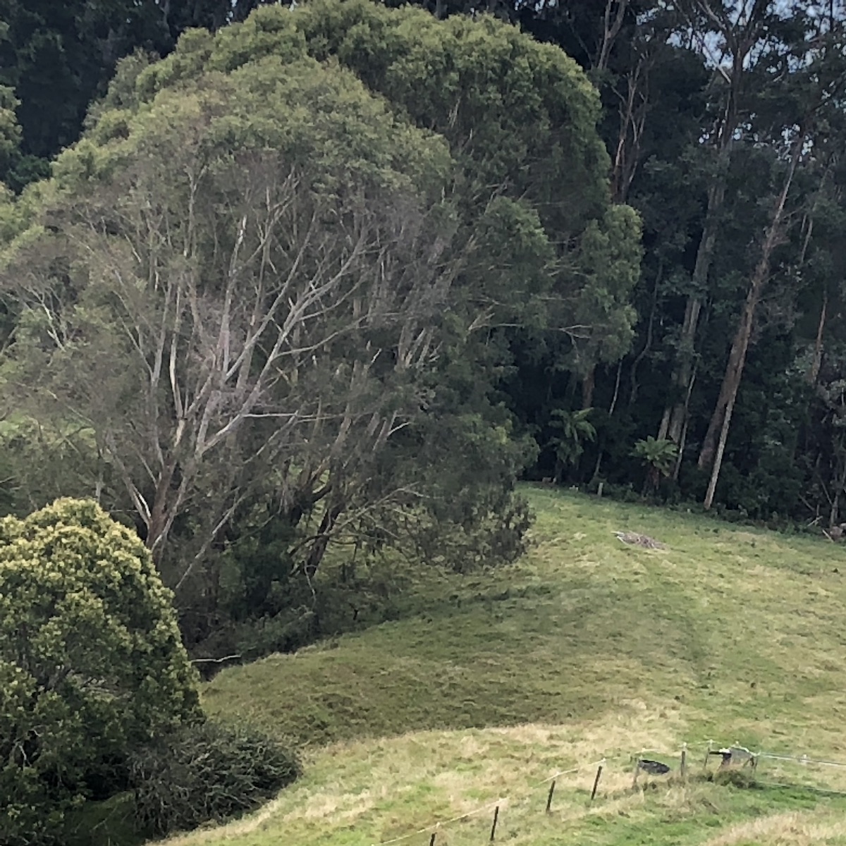 The Dog Ranch Gallery | Doggie Day Care | The Dog Ranch, Tauranga