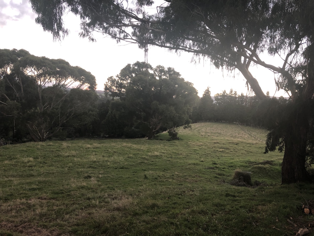 The Dog Ranch Gallery | Doggie Day Care | The Dog Ranch, Tauranga