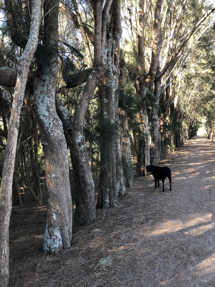 The Dog Ranch Gallery | Doggie Day Care | The Dog Ranch, Tauranga